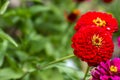 Bright red zinnias in the garden on a green background