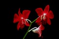 Laelia anceps red orchids against black background Royalty Free Stock Photo