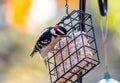 A bright, redheaded woodpecker eats bits of suet