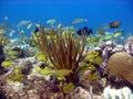 Bright reef scene Royalty Free Stock Photo