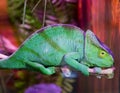 Parson`s chameleon, female Latin Calumma parsonii.