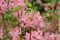 Bright rhododendron flowers against the background of a spring garden Royalty Free Stock Photo