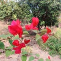 Bright rhododendron in the sun Royalty Free Stock Photo