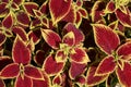 bright rich colors of an ornamental coleus plant with two-color leaves of yellow and red colors