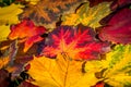 The bright rich colors and unique patterns of a pile of fallen maple leaves, covering the ground on a cool autumn day.