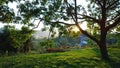 Bright rich grass and panoramic view of the village in Montenegro. In the foreground, the tree trunk and the sun`s rays