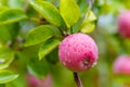 Bright ripe apple covered in raindrops macro Royalty Free Stock Photo