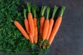 Bright ripe carrots with leaves on the table.