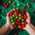 Bright ripe cherries and cherries in hands, Bright vibrant colors Royalty Free Stock Photo