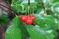 Bright ripe cherries Royalty Free Stock Photo