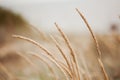 Bright ripe grain field. Yellow wheat against the blue sky. Harvesting period banner. Close up of ear of wheat, rye Royalty Free Stock Photo