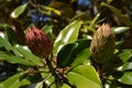 Bright ripe magnolia fruits on the tree