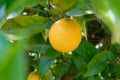 Bright ripe orange, lemon on tree surrounded by green leaves Royalty Free Stock Photo