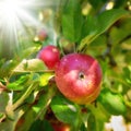 Bright and ripe red apples growing on a farm in a green fruit tree on a sunny day. Organic crops ready for harvest Royalty Free Stock Photo