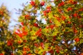 Bright ripe Rowan berries illuminated by the sunset sun beams Royalty Free Stock Photo