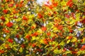 Bright ripe Rowan berries illuminated by the sunset sun beams Royalty Free Stock Photo