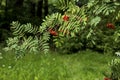 Bright ripe Rowan berries illuminated by sunset sun beams. Forest nature details in august Royalty Free Stock Photo