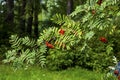 Bright ripe Rowan berries illuminated by sunset sun beams. Forest nature details in august Royalty Free Stock Photo