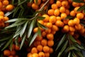 Bright ripe sea buckthorn berries with leaves