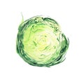Bright ripe tasty delicious beautiful green agriculture summer salad cabbage chopped and sliced watercolor
