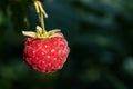 Bright ripened fresh raspberries on a branch close-up, macro photo. Royalty Free Stock Photo