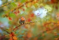 Robin bird sits on a barberry branch in an autumn garden among golden foliage