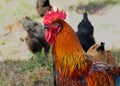 A bright rooster of the Maran breed with a red comb sits on a lawn in the grass. Free range poultry in the yard. Eco Royalty Free Stock Photo