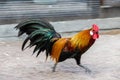 A bright rooster with a red comb and a bare red neck stands against a rustic background Royalty Free Stock Photo