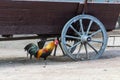 A bright rooster with a red comb and a bare red neck stands against a rustic background Royalty Free Stock Photo
