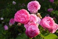 Bright rose bushes in the summer garden Royalty Free Stock Photo