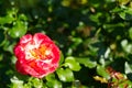 Blooming rose flowers in the garden.