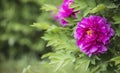 Bright Rose fuchsia color Peony flower Paeonia suffruticosa or tree peony, spring background