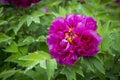 Bright Rose pink fuchsia color Peony flower Paeonia suffruticosa or tree peony in dew or rain water drops. close up. Spring Royalty Free Stock Photo