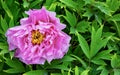 Bright Rose pink fuchsia color Peony flower Paeonia suffruticosa or tree peony in dew or rain water drops. close up. Spring Royalty Free Stock Photo