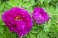 Bright Rose pink fuchsia color Peony flower Paeonia suffruticosa or tree peony in dew or rain water drops. close up. Spring Royalty Free Stock Photo