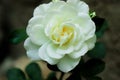 Bright rose. White petal. Beautiful flower. Wonderful field plant