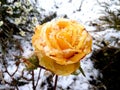 Yellow rose covered with snow on blurry a background of snowy garden with selective focus