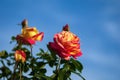 Bright roses against blue sky - Orient Express roses with yellow-red large blooms