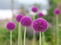 The bright round alium flower macro shot