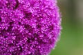 The bright round alium flower macro shot