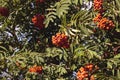 Bright rowan berries among green leaves closeup