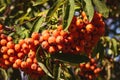 Bright rowan berries among green leaves closeup