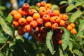 Bright rowan berries among green leaves closeup