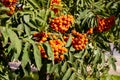 Bright rowan berries among green leaves closeup