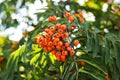 Bright rowan berries among green leaves closeup