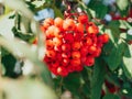 Bright rowan berries with leafs. Branch of ripe berries mountain ash grows on a tree