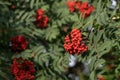 Bright rowan berries with leafs on a tree