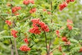Bright Rowan berries on a tree in September, texture, background Royalty Free Stock Photo