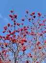 A bright Rowan tree against the blue sky in one of the parks