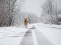 dog runs fast on snow-covered rural road Royalty Free Stock Photo